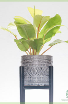 Philodendron malay gold kopen verzorgen