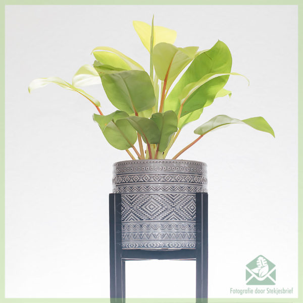 Keapje Philodendron malays goud soarch