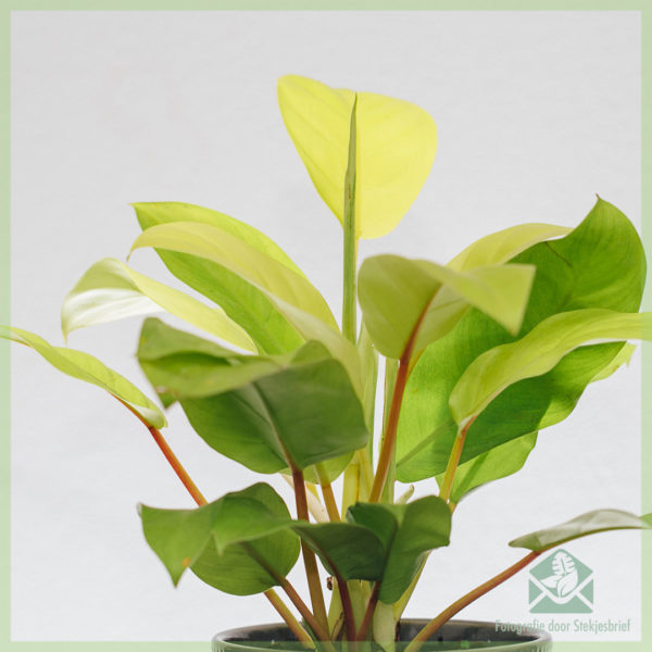 Osta Philodendron Malay Gold Care
