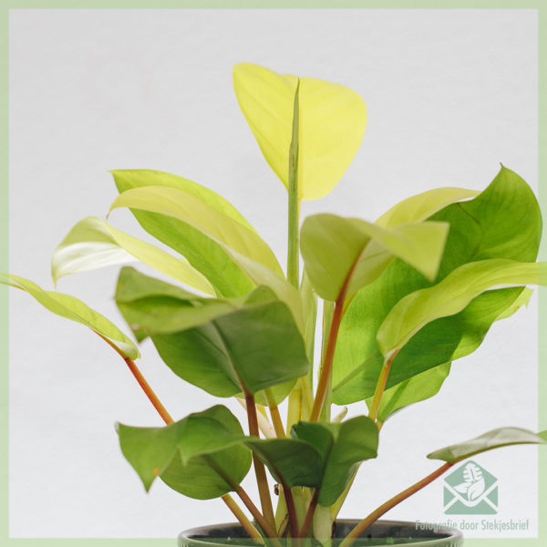 Keapje Philodendron malays goud soarch