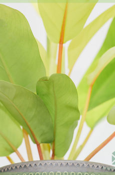 Fa'atau Philodendron malay auro tausiga