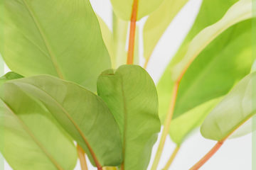 Philodendron malay gold kopen verzorgen