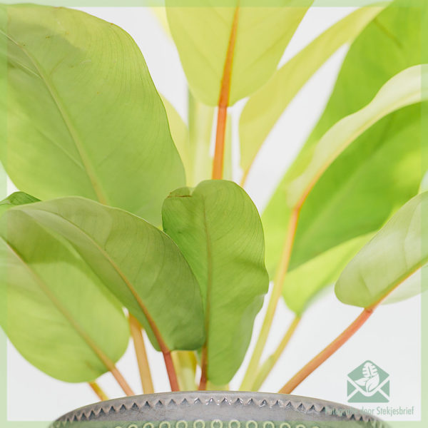 Philodendron malay gold kopen verzorgen