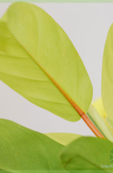 Buy Philodendron malay auri cura