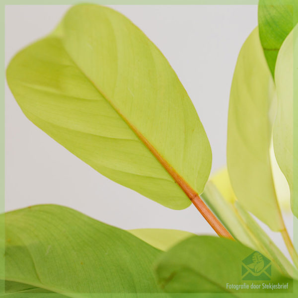 Купити Philodendron malay gold care