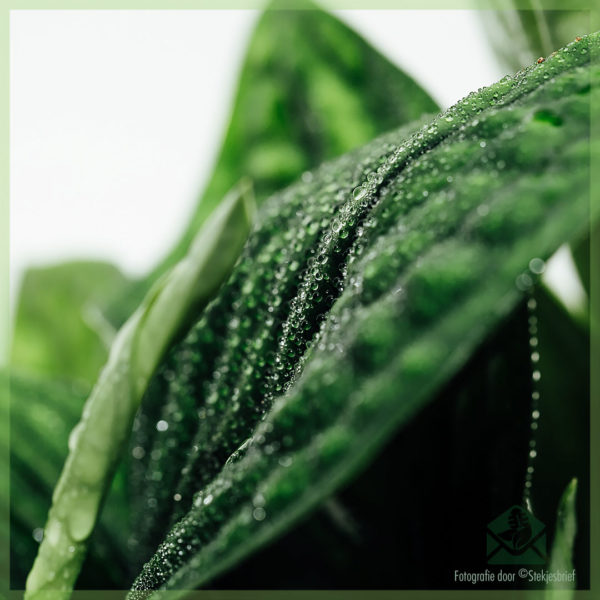 Scindapsus Epipremnum Pinnatum 'Planèt Marble'