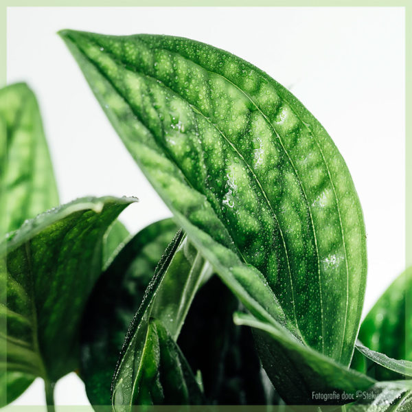 Scindapsus Epipremnum Pinnatum 'Planèt Marble'