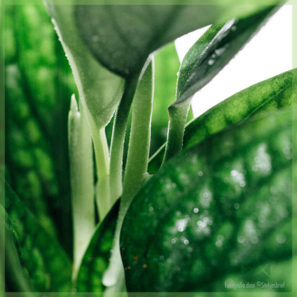 Scindapsus Epipremnum Pinnatum 'Planèt Marble'