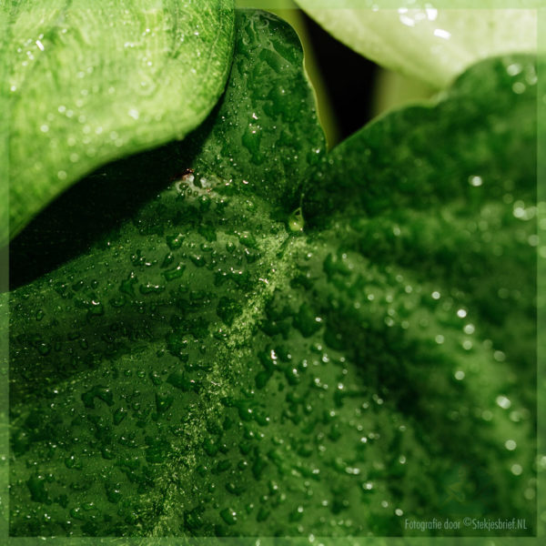 Acheter Syngonium Ice Frost