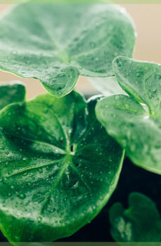 alocasia cucullata motong orok mini