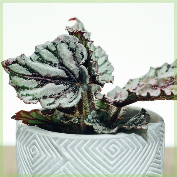 Iibka iyo daryeelka caleen begonia Rex Chayo