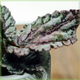 Bladbegonia Rex Chayo kopen en verzorgen