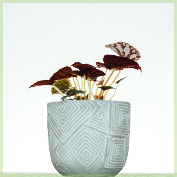 Bladbegonia Rex Dew Drop kopen