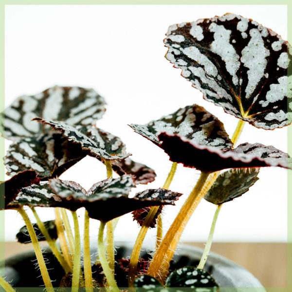 Bladbegonia Rex Dew Drop kopen