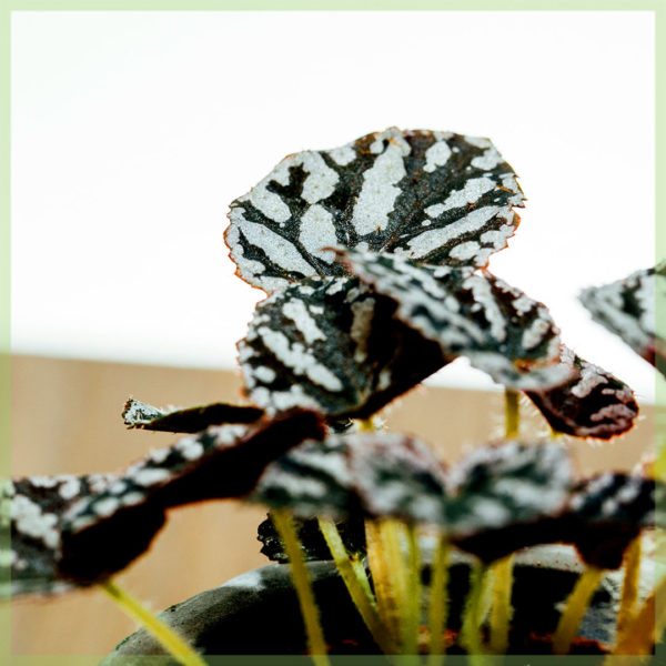 Mésér daun begonia Rex Dew Drop