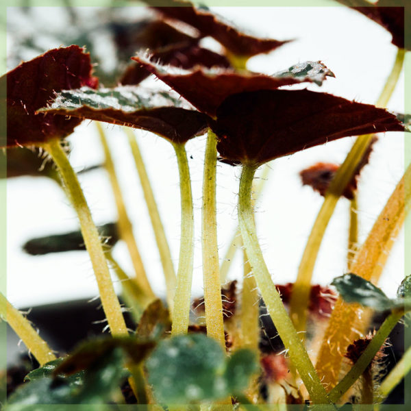 Köp bladbegonia Rex Dew Drop