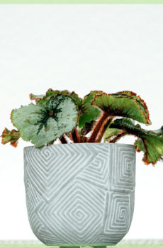 Bladbegonia rex Escargot mini plant kopen