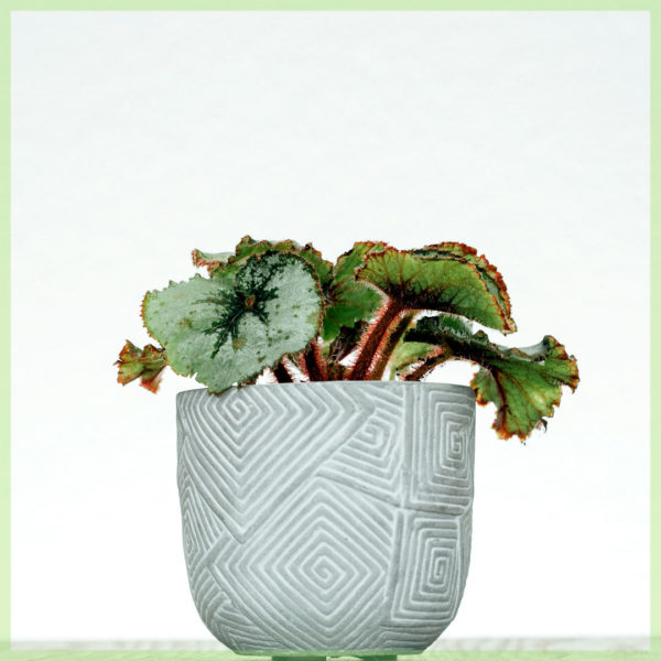 Comprar hoja begonia rex Escargot mini planta