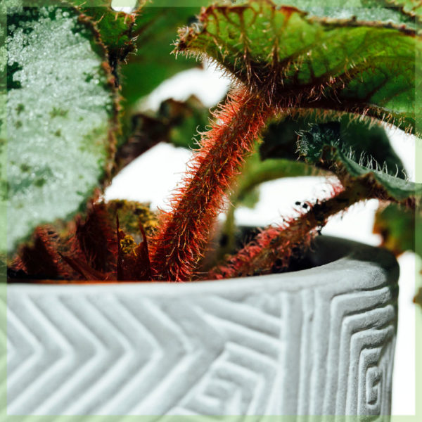 Kúpte si mini rastlinku listovej begónie rex Escargot