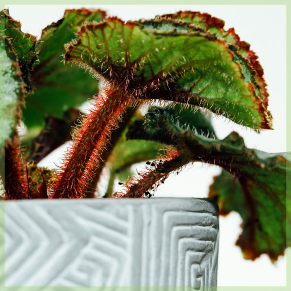 Køb blad begonia rex Escargot mini plante