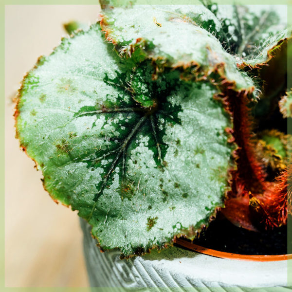 Achte fèy Begonia rex Escargot mini plant