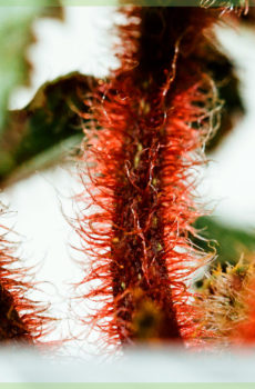 Achte fèy Begonia rex Escargot mini plant