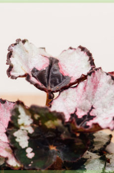 Begonia begonia begonia rex sretan božić