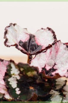 Bladbegonia begonia rex merry christmas