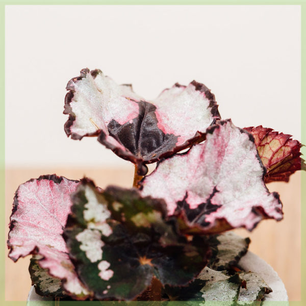 Foglia begonia begonia rex buon natale