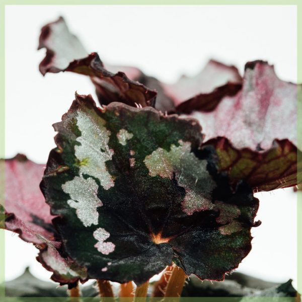 Leaf begonia begonia rex merry christmas