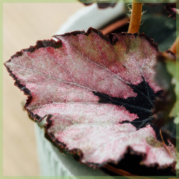 Foglia begonia begonia rex buon natale