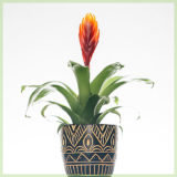 Vriesea (Bromelia) intenso orange pot 6cm