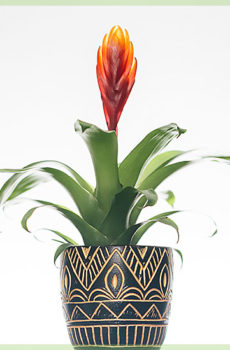 Vriesea (Bromelia) pot jeruk sengit 6cm