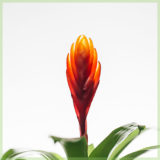 Vriesea (Bromelia) intenso orange pot 6cm