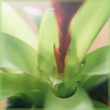 Vriesea (Bromelia) intenso orange pot 6cm