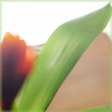 Vriesea (Bromelia) intenso orange pot 6cm