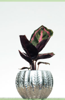 Calathea RoseopictaIllustriousを購入する