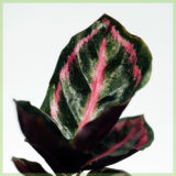 Calathea Roseopicta Illustrious kopen