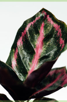 Köp Calathea Roseopicta Illustrious