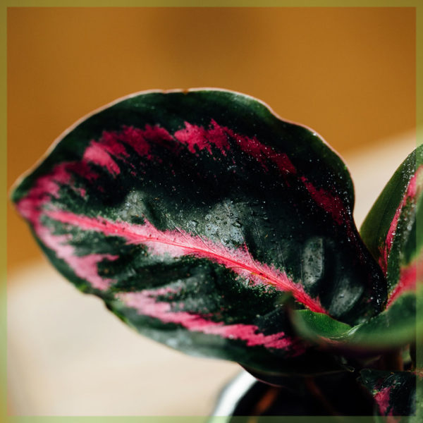 Beuli Calathea Roseopicta Illustrious