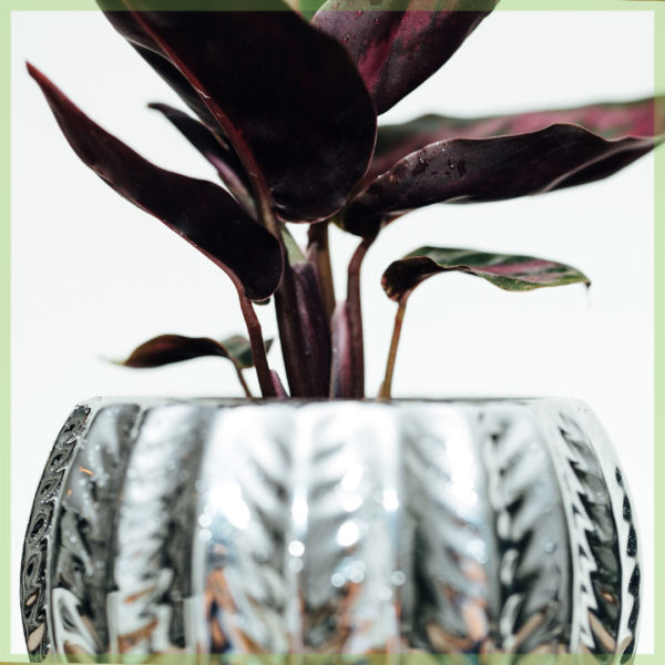 Calathea Roseopicta Illustrious 구매