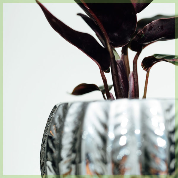 Mua Calathea Roseopicta Illustrious