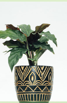 வாங்க calathea rufibarba மினி 6 செ.மீ