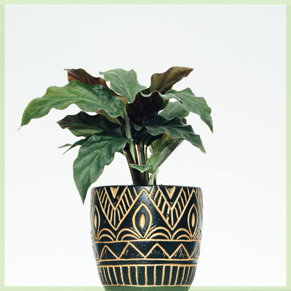 Pirkite calathea rufibarba mini 6 cm