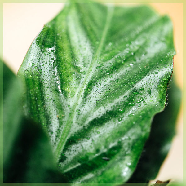 Pirkite calathea rufibarba mini 6 cm