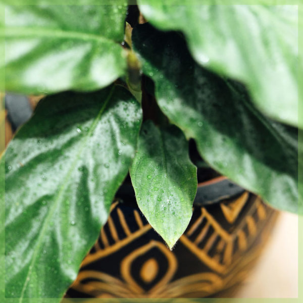 Pirkite calathea rufibarba mini 6 cm