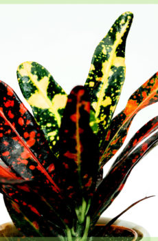 Hokona Croton codiaeum variegatum petra