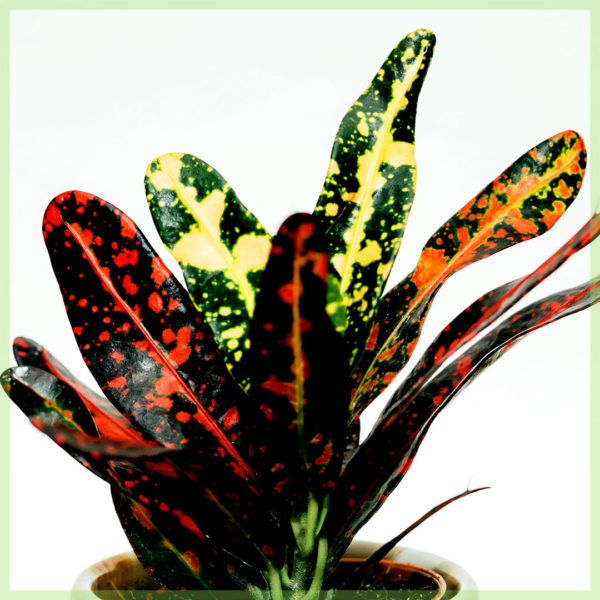 Aĉetu Croton codiaeum variegatum petra