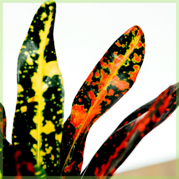 Croton codiaeum variegatum petra මිලදී ගන්න