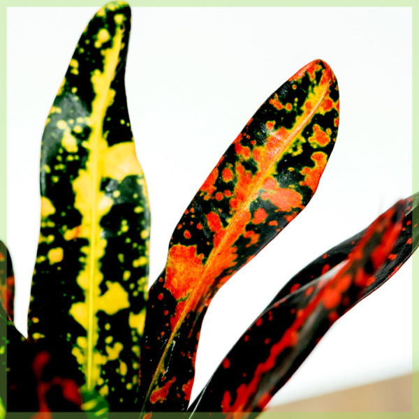 Acheter Croton codiaeum variegatum petra